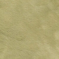 VITELLINA SHORT 9006 BOSCO